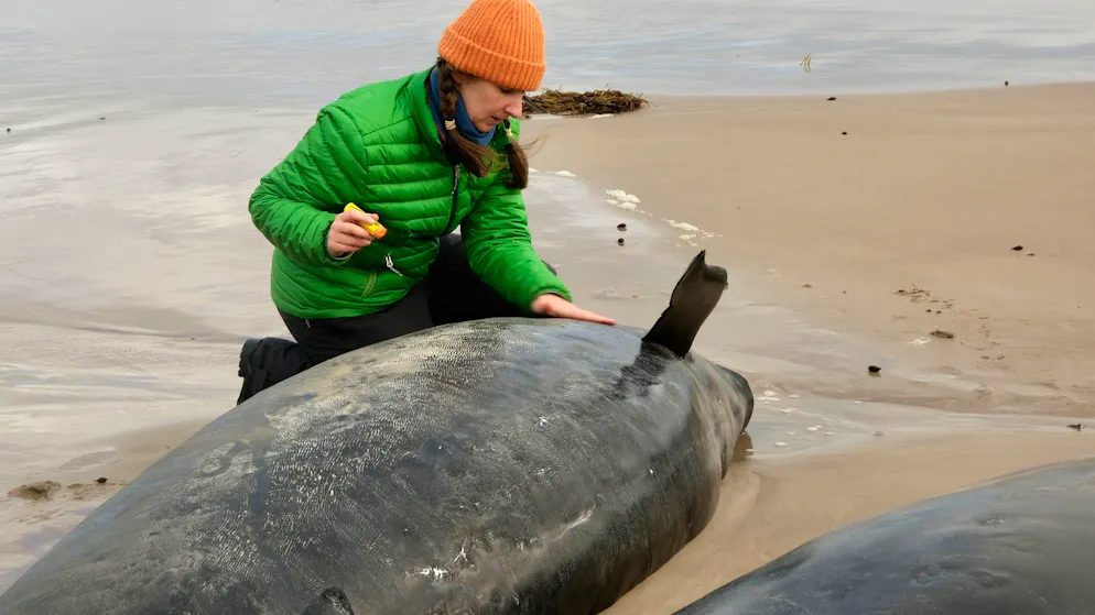 Mehr als 150 Kleine Schwertwale in Tasmanien gestrandet - Gallery. Helfer versuchten fieberhaft, den leidenden Tieren zu helfen.
