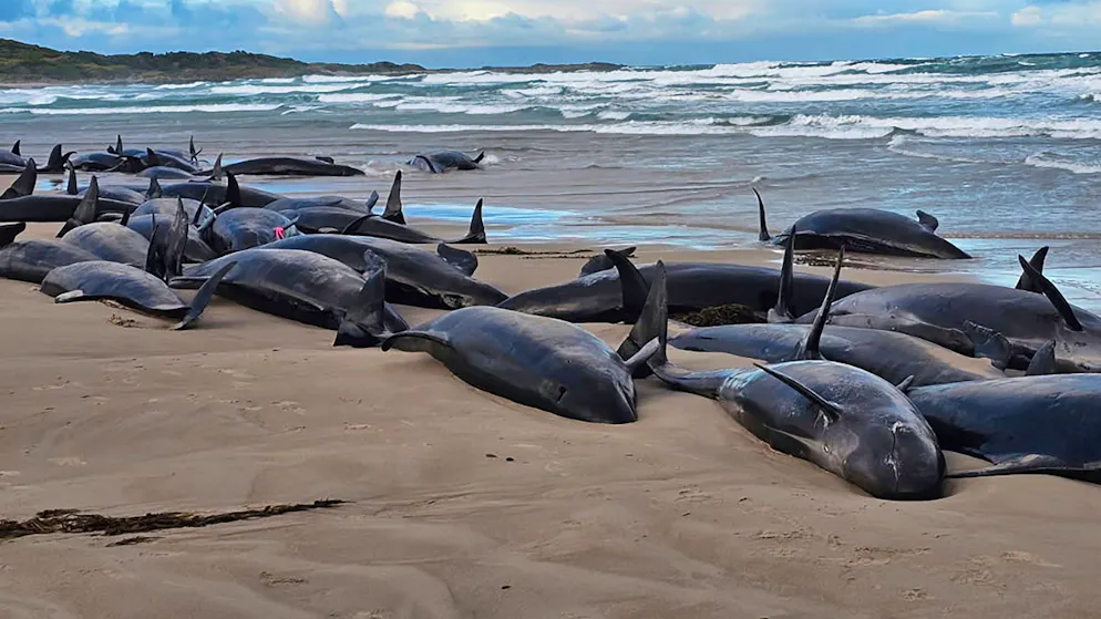 Mehr als 150 Kleine Schwertwale in Tasmanien gestrandet - Gallery. Warum die Kleinen Schwertwale strandeten, ist noch unklar.