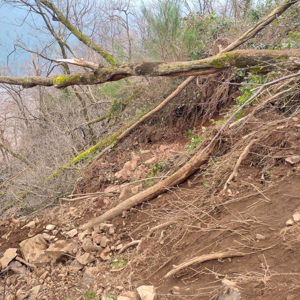 Alcune delle piante sradicate dal maltempo