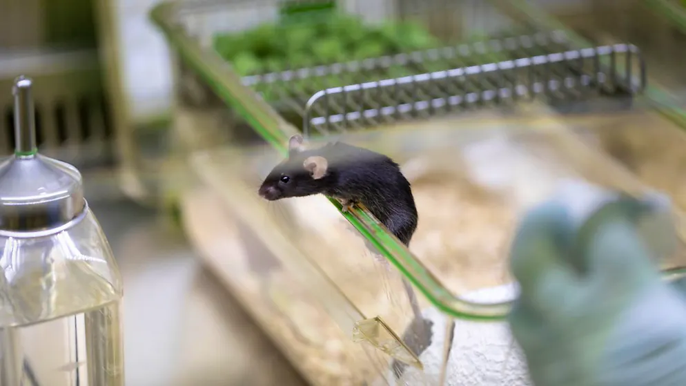 La ricerca, il progresso medico, e l'economia svizzera in generale, non possono permettersi di mettere al bando gli esperimenti su animali, secondo il Consiglio federale.