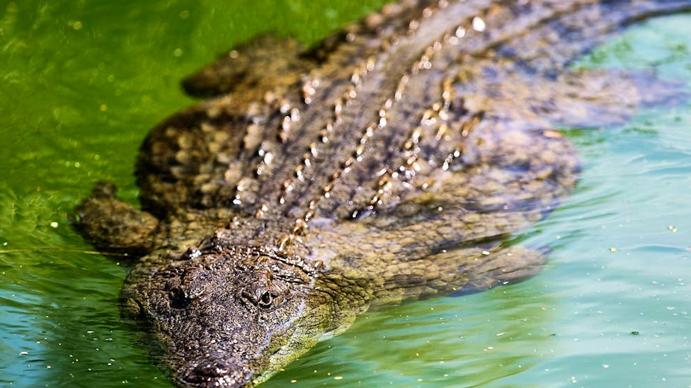 C'est la deuxième attaque de ce type en quelques semaines (Photo prétexte).