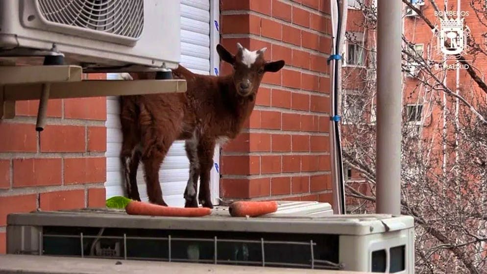 The fire department managed to gain the goat's trust with carrots and lettuce leaves.