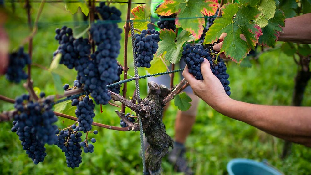 L'uva ha patito la meteo poco favorevole.