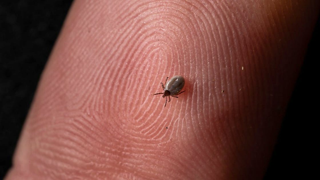 FSME-Alarm: Januar mit den meisten Fällen seit 2013 - Zecken-Gefahr steigt