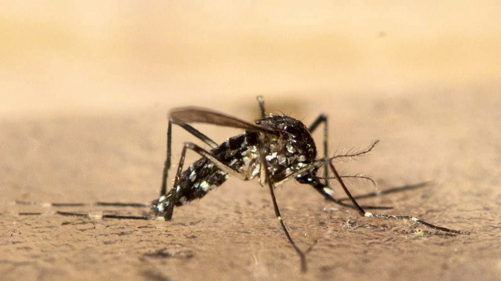 Dengue fever is on the rise in the Philippines - at an unusual time of year. A community is calling for as many mosquitoes as possible to be hunted for money. (archive picture)