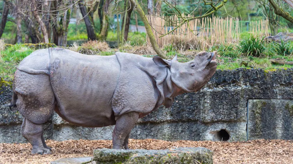 Ein Mann hat im Basler Zoo versucht, einen Nashornbullen anzugreifen. (Archivbild)
