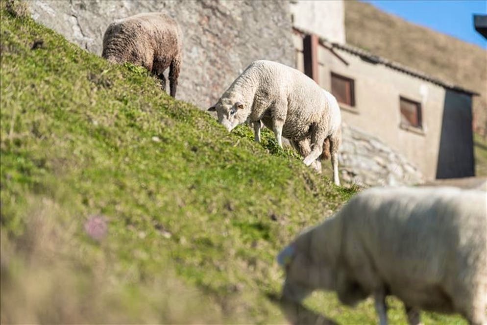 Protezione del bestiame più competenze ai Cantoni