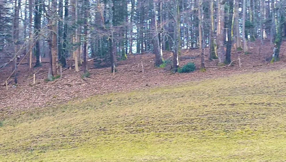Spring pictures. In Oderbuchsiten SO, snow is definitely no longer an issue at the moment.