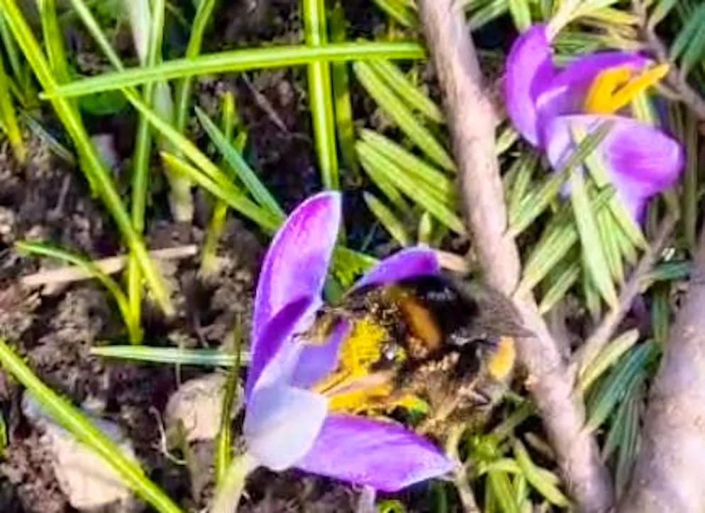 Spring pictures. Even the insects seem to think it's spring.