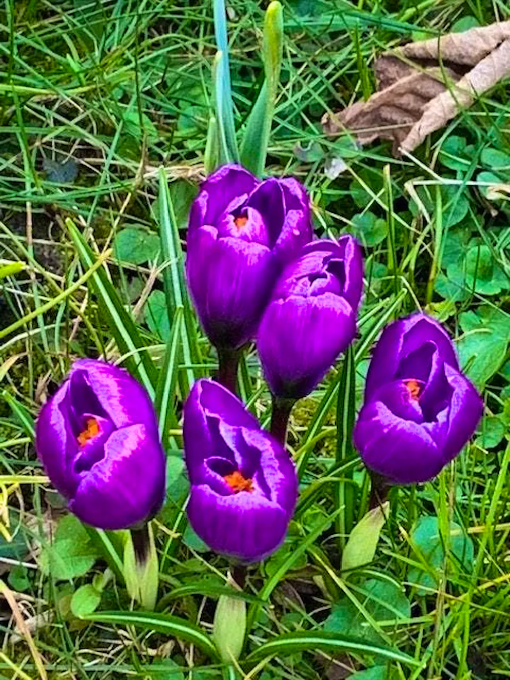 Spring pictures. Only nature can produce such magnificent colors as these spring crocuses.