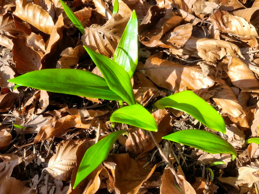 Spring pictures. The first tender wild garlic is already here.