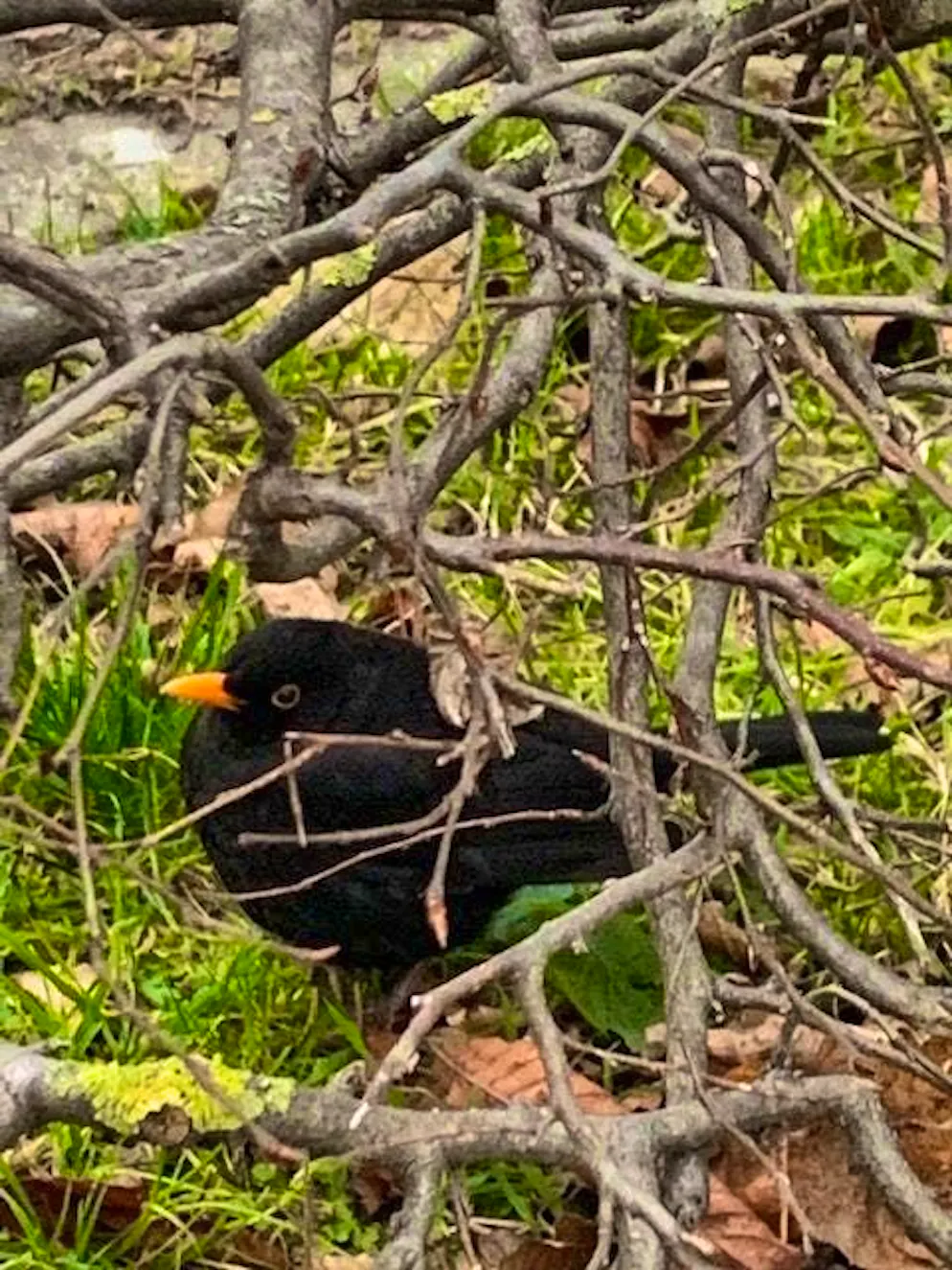 Spring pictures. Blackbirds are actually migratory birds. Only they know whether this one has already returned to warmer climes or not at all.