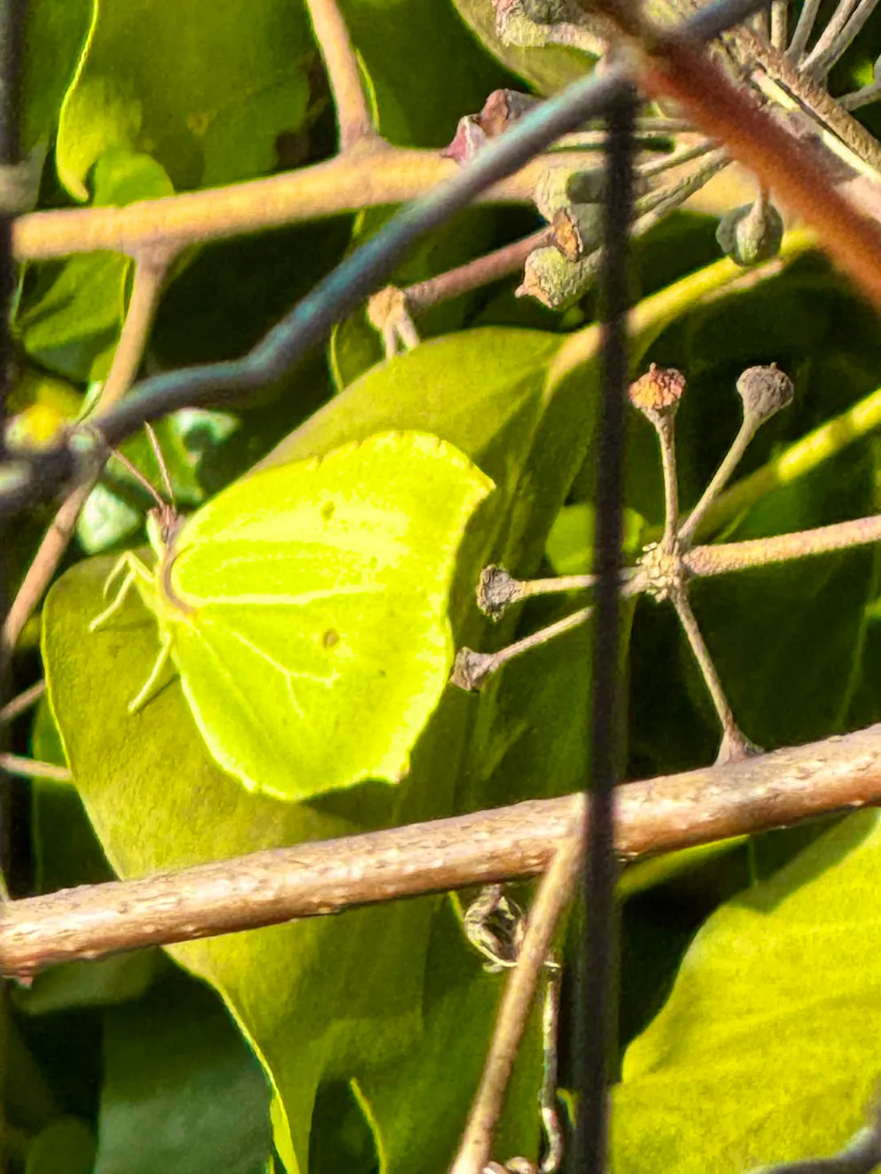 Spring pictures. Well, who has camouflaged themselves perfectly here?