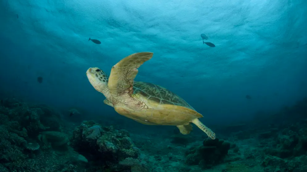 Höhere Temperaturen am Strand können zum Absterben von Schildkröten-Eiern führen oder dazu, dass nur noch Weibchen schlüpfen. (Archivbild)