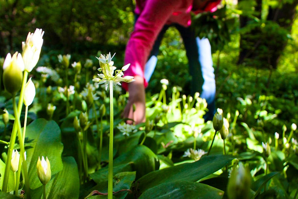 Typical of wild garlic is that it often grows over large areas, sometimes several hundred square meters in the forest, and completely covers the ground. A sure sign is the smell of garlic when you rub a leaf.