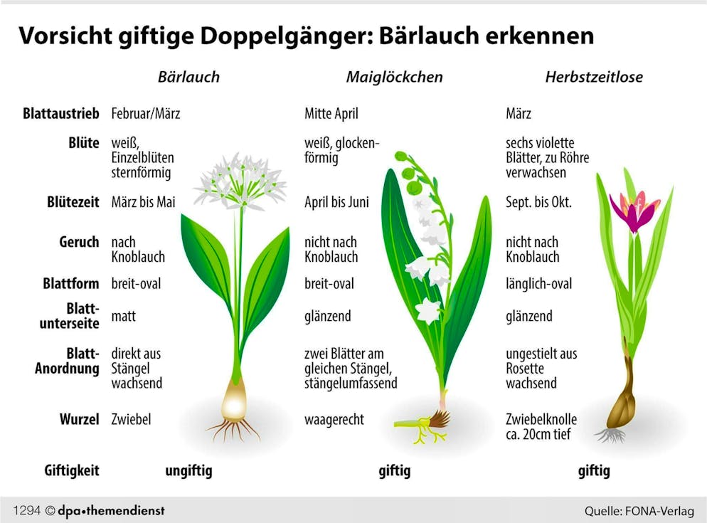 The distinguishing features of wild garlic, lily of the valley and autumn crocus at a glance.