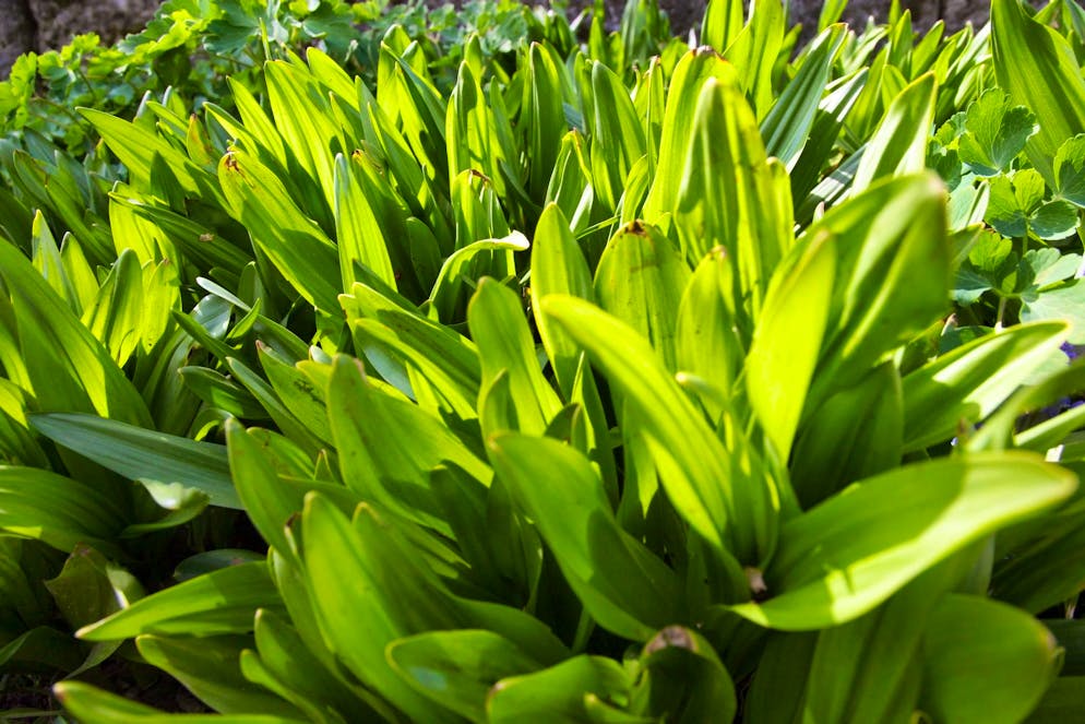 The leaves of the autumn crocus look very similar to wild garlic, but are highly poisonous.