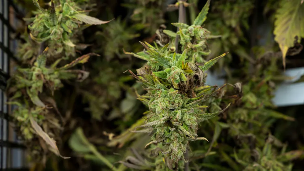 Canapa con THC invece di CBD: smantellata a Eglisau (ZH) una piantagione indoor con 6000 piantine. (Foto d'archivio)