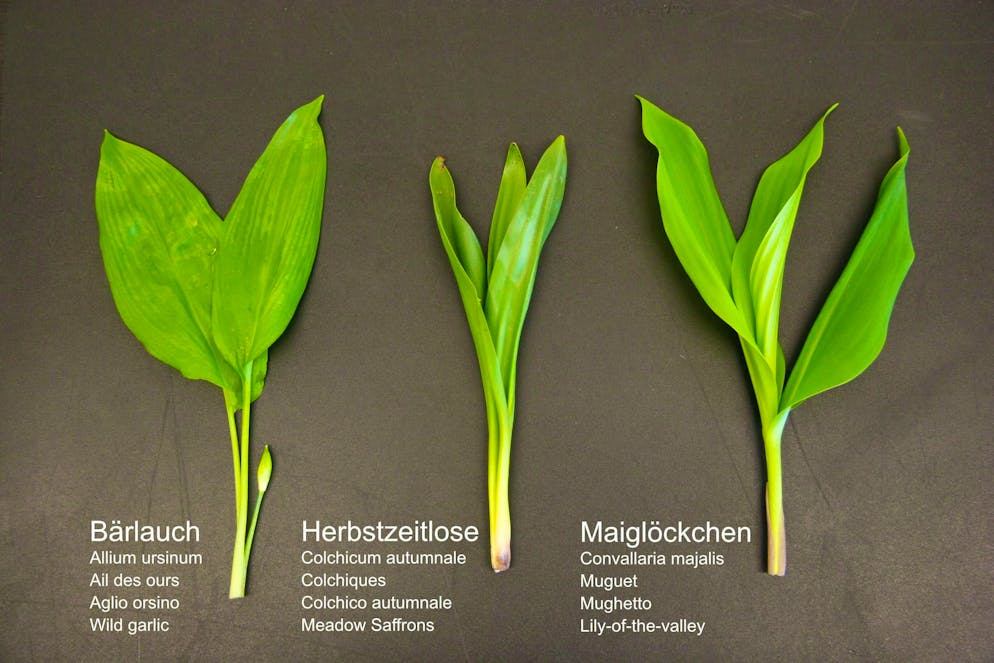 Where is the wild garlic? The differences are clearly recognizable on closer inspection.