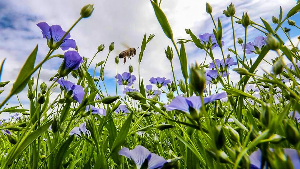 Negotiations were broken off at the meeting four months ago in Cali, Colombia. (theme picture)