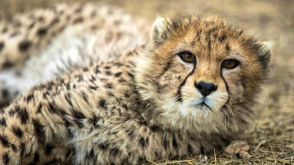 A cheetah cub in Pardisan Park. The Asiatic cheetah is threatened with extinction.
