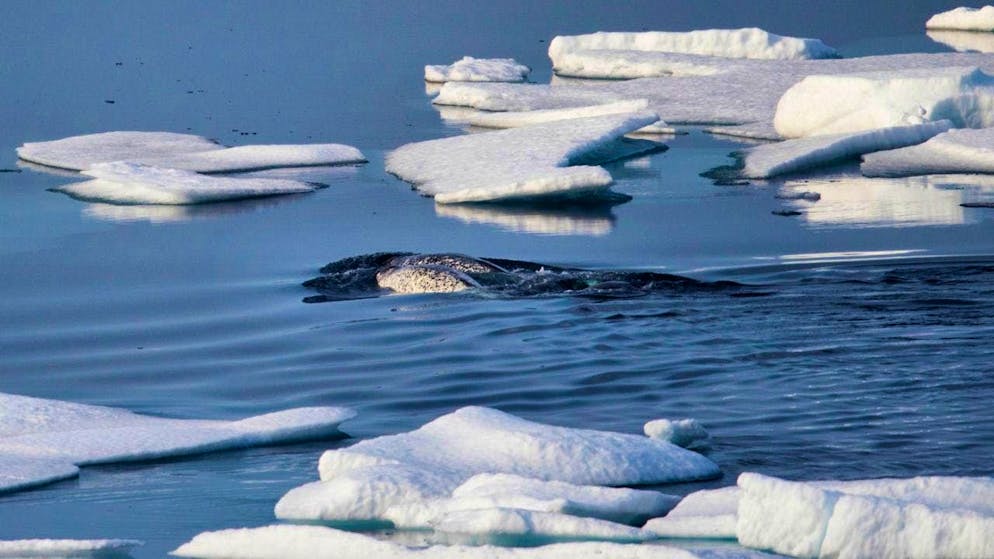 Narwhals are known for behavior that resembles a sword fight. (archive picture)