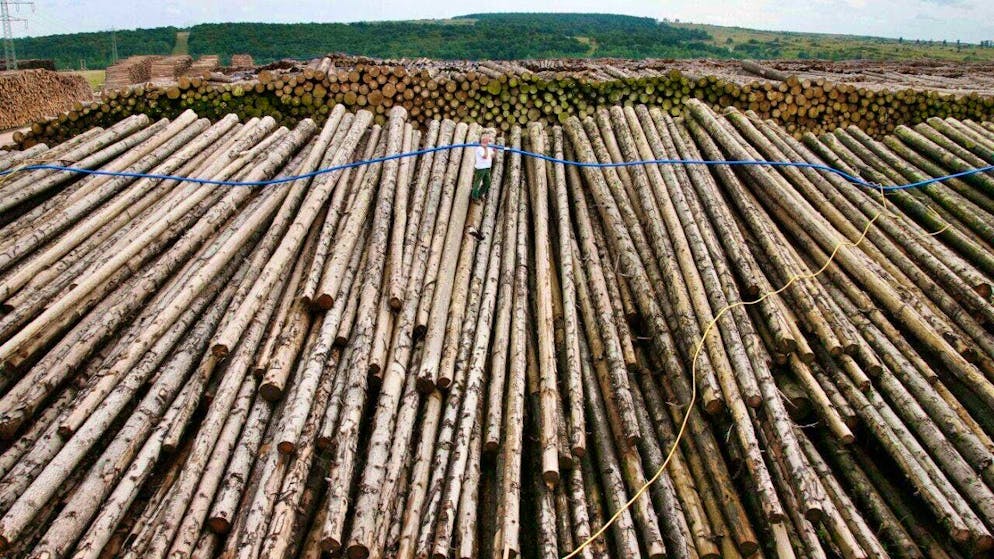 After the import of copper, US President Donald Trump is also considering timber imports. (archive image)