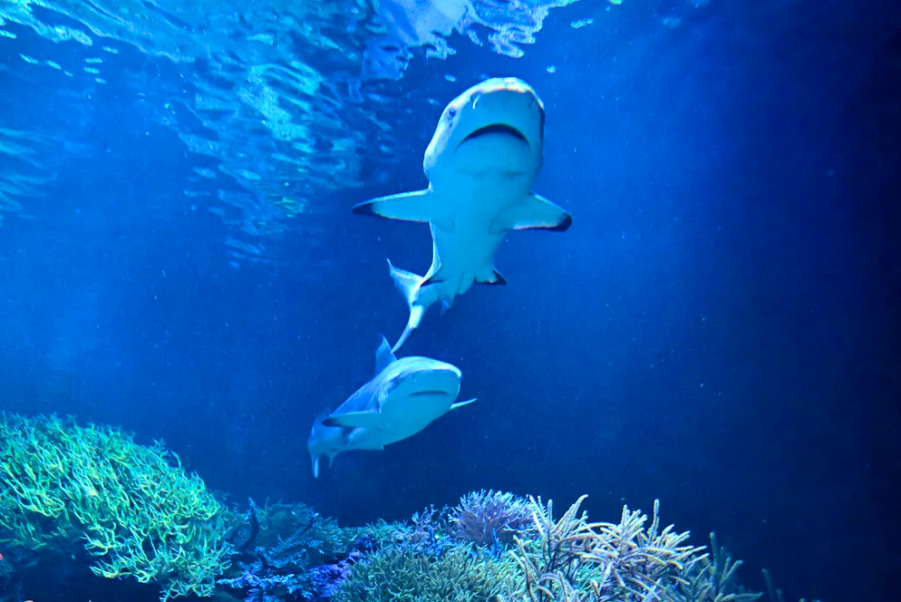 The man was attacked by sharks. (symbolic picture)