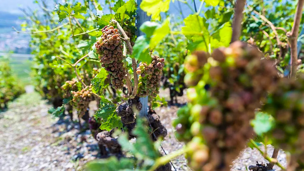 Feral vines are a threat to viticulture, according to a new study. (archive picture)