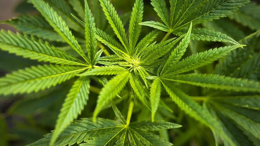 With regard to the discussion about the legalization of cannabis, Addiction Switzerland demands that health must have absolute priority. (archive picture)