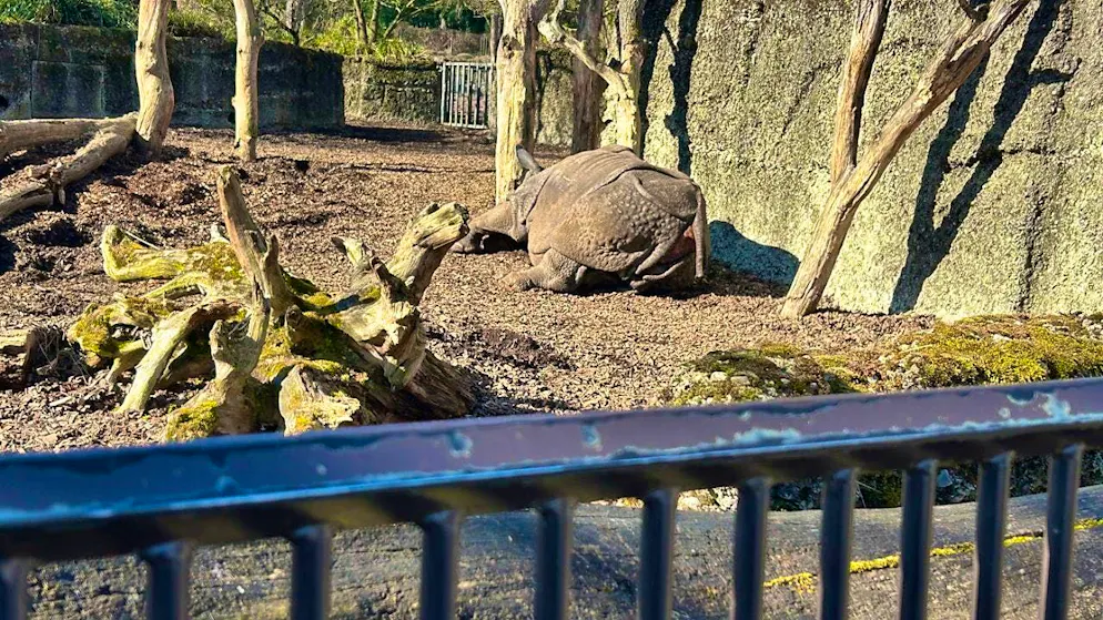 Anyone who really wants to can still get into the Basel rhino enclosure with a little effort.