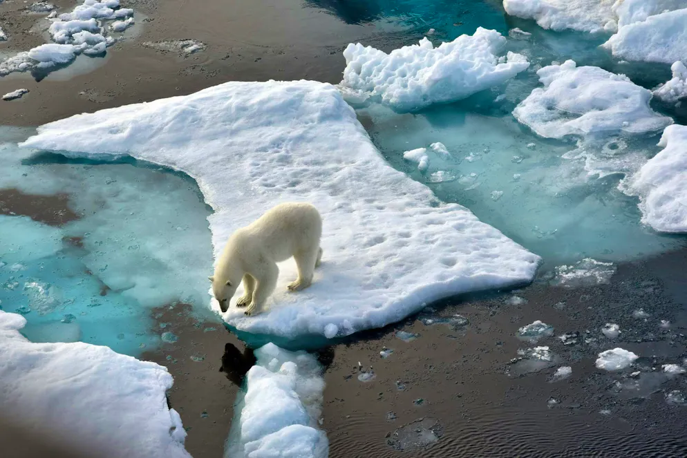 Sea ice cover falls to all-time minimum - Gallery. A polar bear stands on an ice floe in the Arctic Ocean. The global sea ice cover reaches a new minimum.