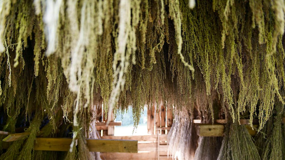 Elle vient du sud.... L'absinthe -la plante- n'est pas originaire de l'Arc jurassien