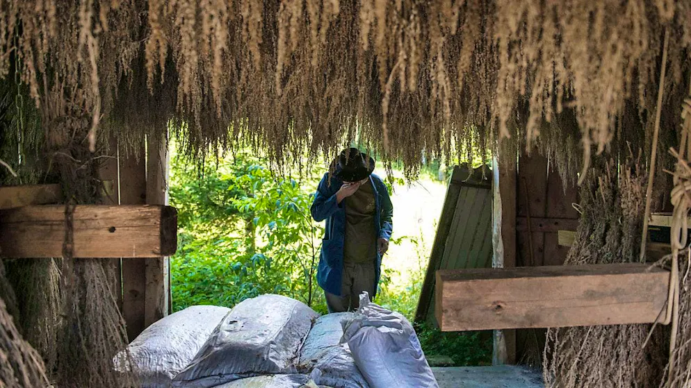 To produce absinthe, wormwood (Artemisia absinthum) is dried. (archive picture)