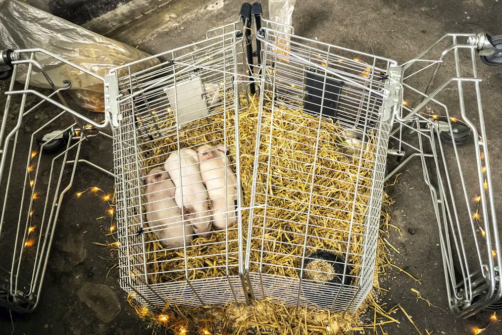 Tausende Ferkel sterben täglich in dänischen Mastbetrieben. Drei verhungernde Säuli in einer Ausstellung, die dies thematisiert, haben einen globalen Aufschrei provoziert. 