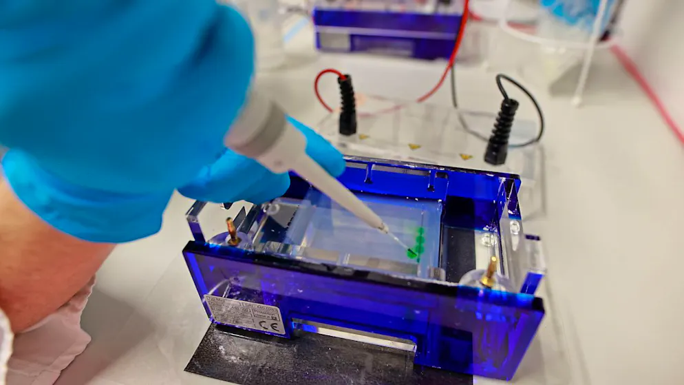 ARCHIV - Clemens Falker-Gieske impft eine Trägermasse, um die DNA unter UV-Licht sichtbar zu machen. Die DNA-Ergebnisse des Jungtiers «Flumo» sollen Erkenntnisse liefern, ob es sich bei dem Tier um eine seltene Schiege handelt, eine Mischung aus Schaf und Ziege. Foto: Matthias Bein/dpa