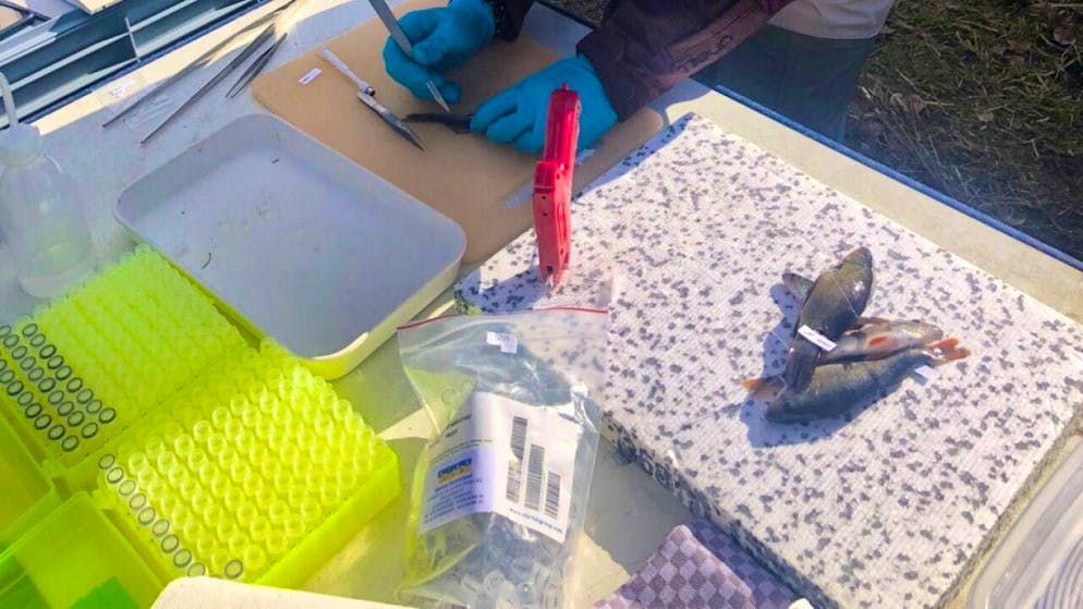 Biologist Bárbara Calegari taking genetic samples of fish from the Emme, where one of the two new species was discovered.