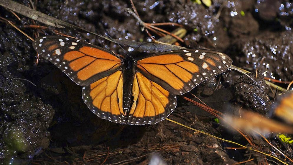 The orange monarch butterflies fly around 4000 kilometers from Canada and the USA to Mexico. They spend the winter there. (archive picture)