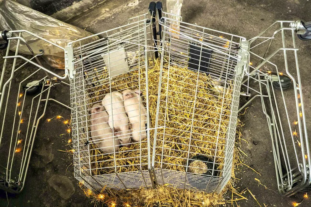 Thousands of piglets die every day in Danish fattening farms. Three starving piglets in an exhibition addressing this issue have provoked a global outcry.