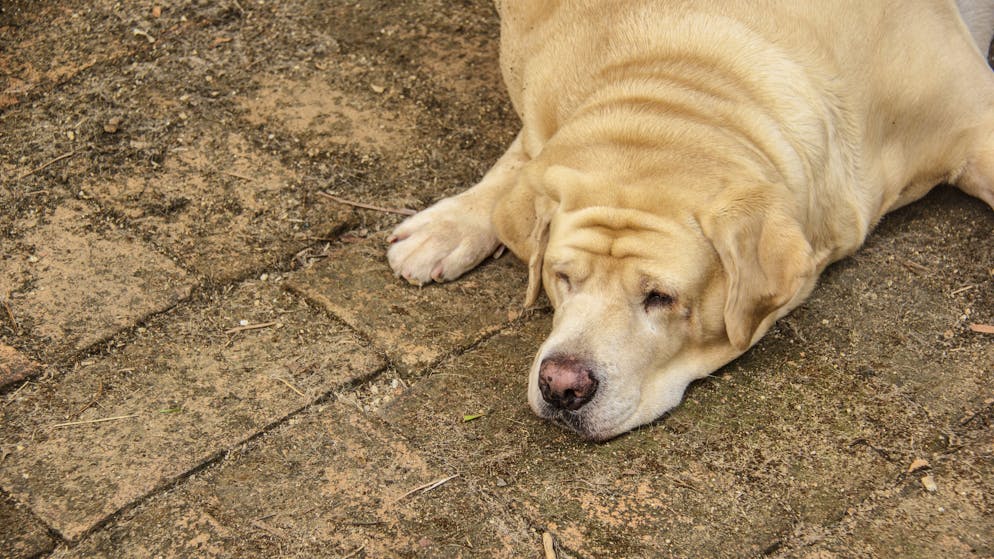 Obésité. Votre chien est trop gros et vous aussi? Vous partagez peut-être le même gène!