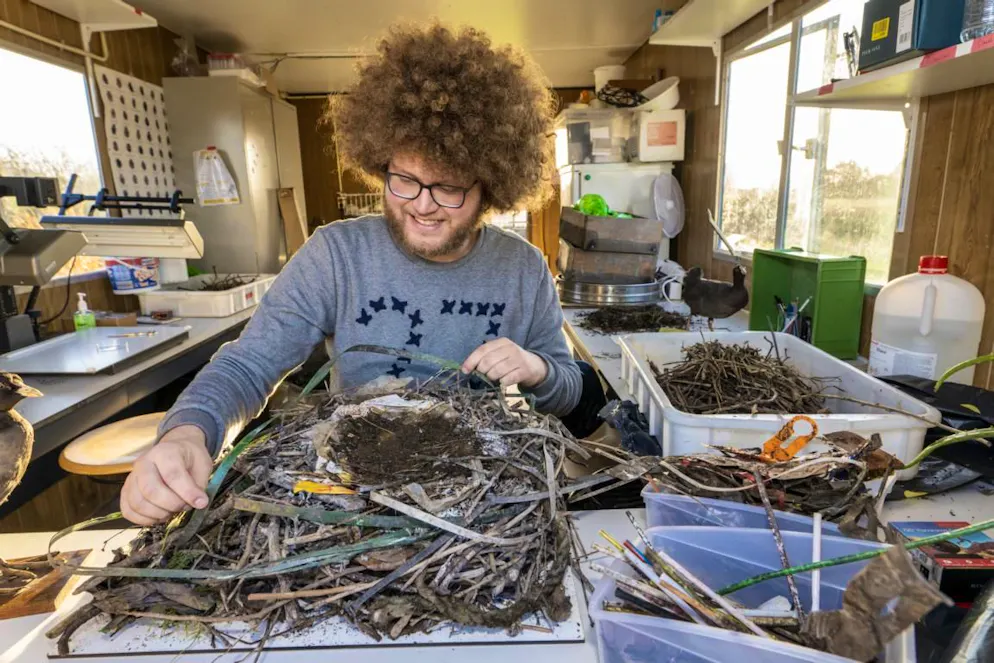 Auke-Florian Hiemstra untersucht Vogelnester von Blässhühnern auf ihren Plastikgehalt.