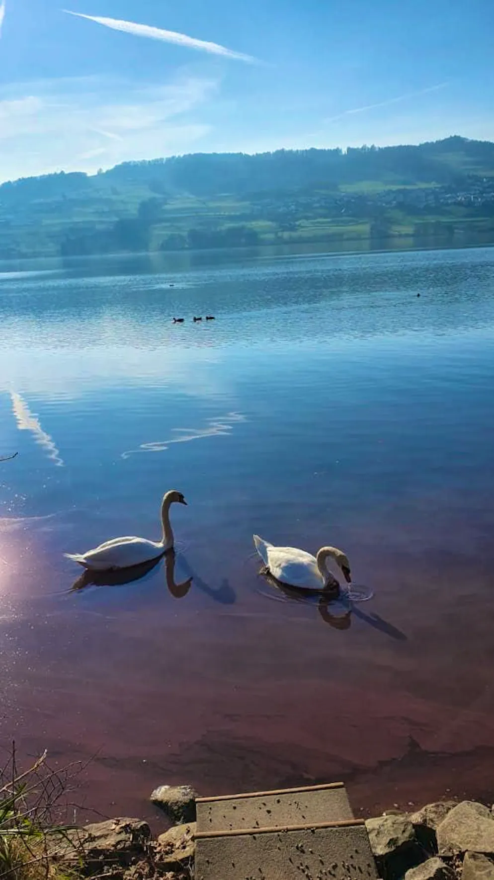Spring pictures 2025. This is how beautiful it is at Lake Hallwil today.