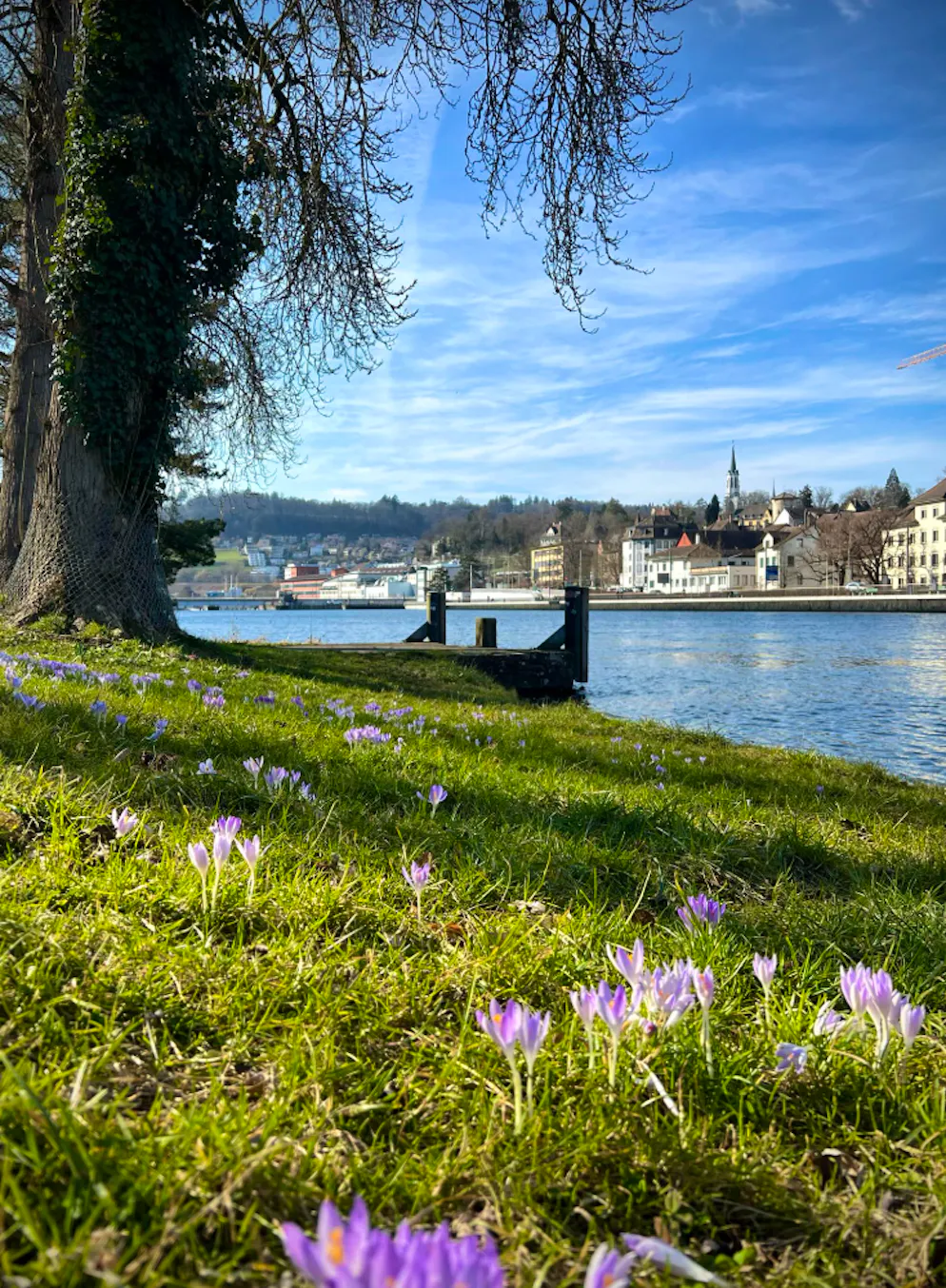 Frühlingsbilder 2025. Ein Frühlingsbild aus Schaffhausen.
