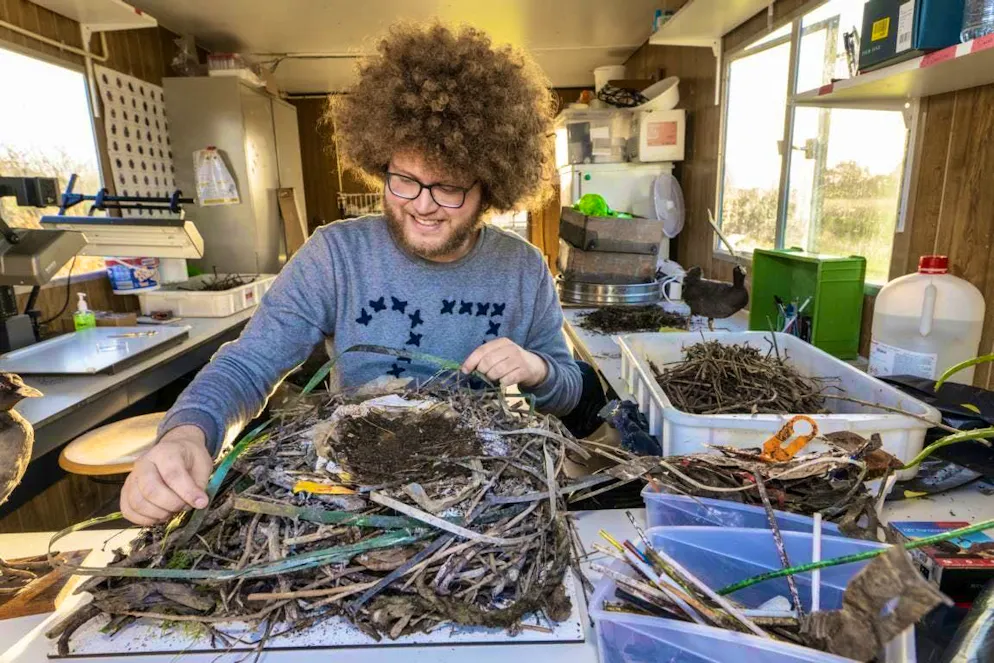 Auke-Florian Hiemstra examines the plastic content of coots' nests.