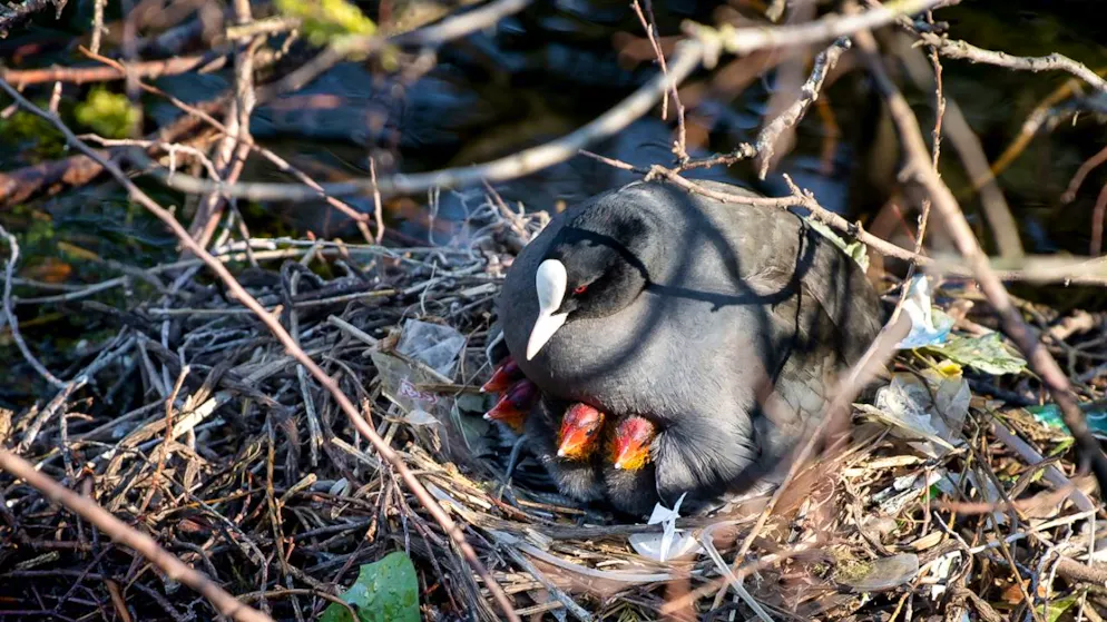 Plastik hält sich hartnäckig in der Umwelt. Das machen sich Blässhühner zunutze. (Archivbild)
