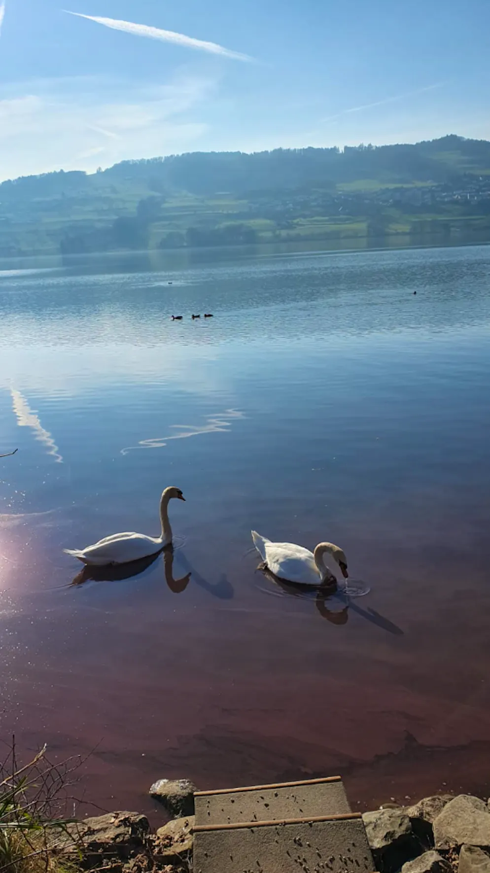 Frühlingsbilder 2025. So schön ist es heute am Hallwilersee.
