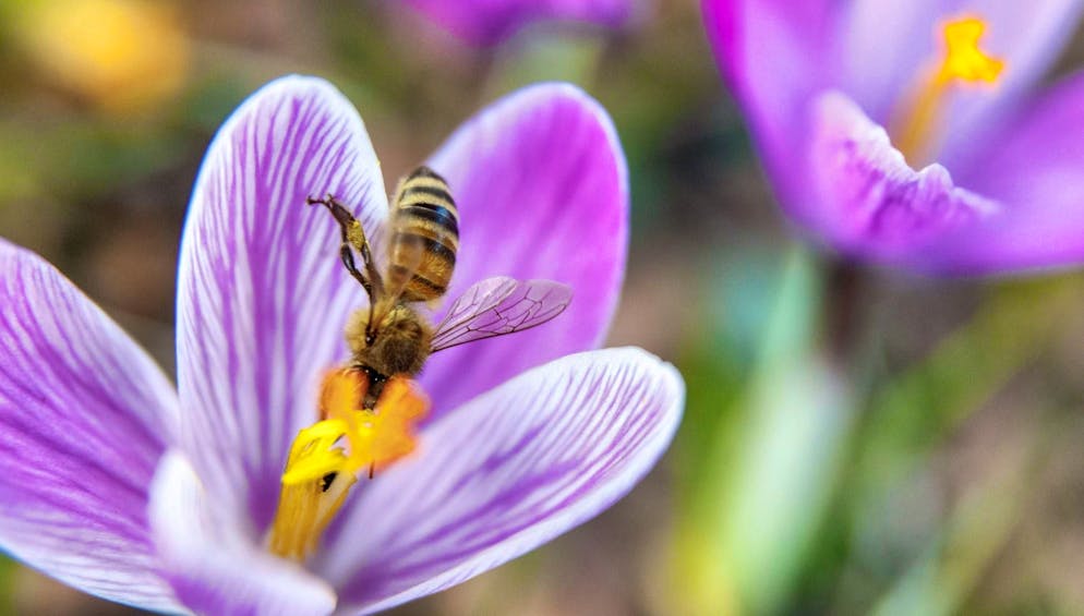 One day before the official start of spring, a bee collects nectar from a crocus flower.