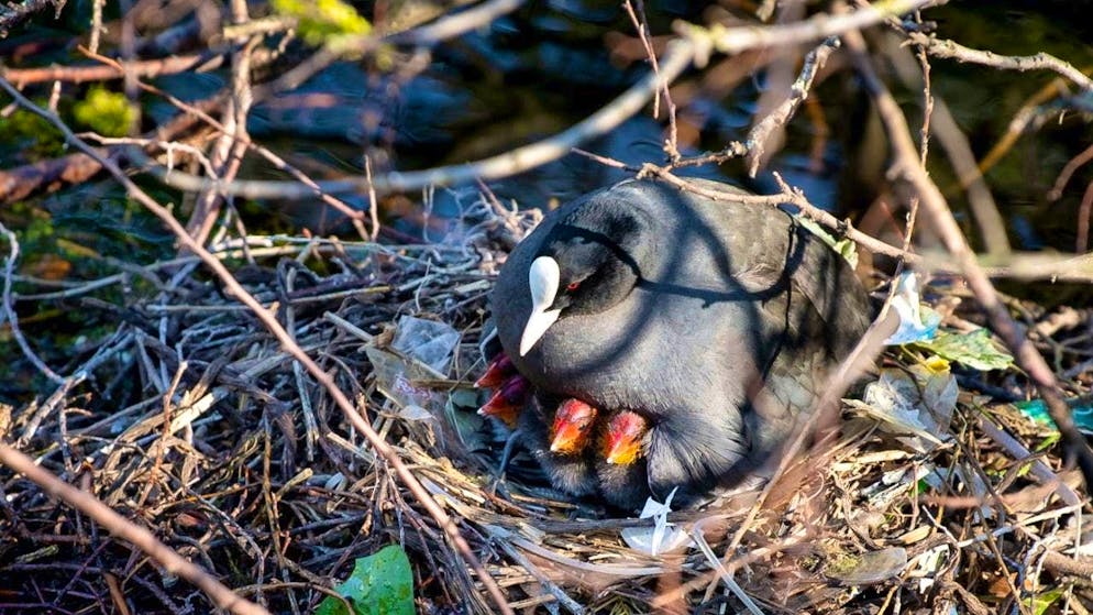 Plastic persists in the environment. Coots take advantage of this. (archive picture)