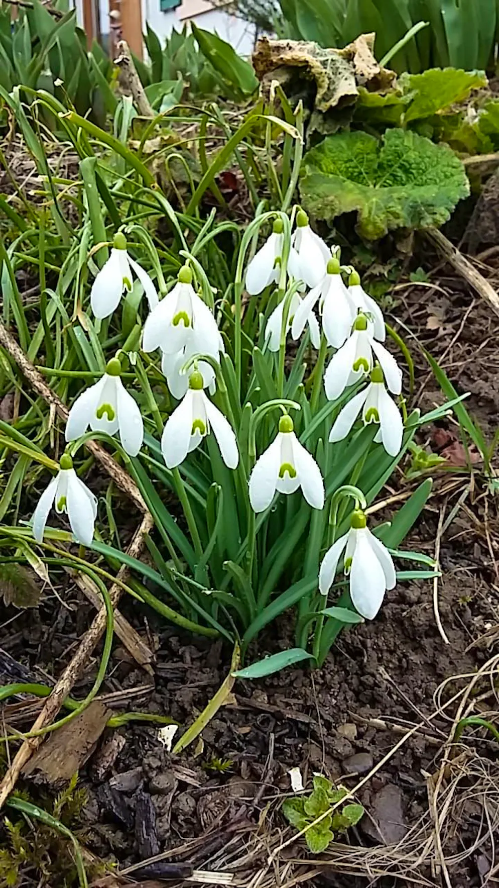 Frühlingsbilder 2025. Und was darf bei solch einem Wetter nicht fehlen? Schneeglöckchen natürlich.