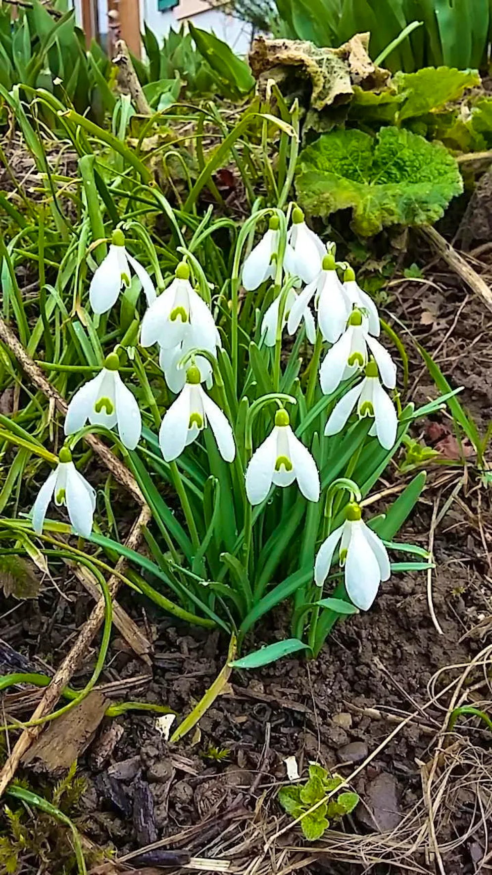 Spring pictures 2025. And what can't be missing in weather like this? Snowdrops, of course.